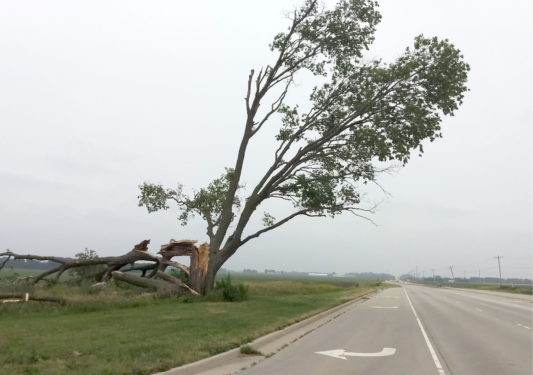 Leaning tree